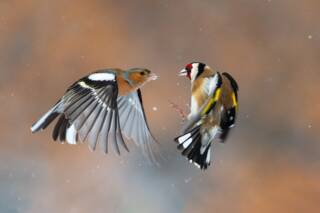 Места за наблюдение на птици в Сакар и Източни Родопи