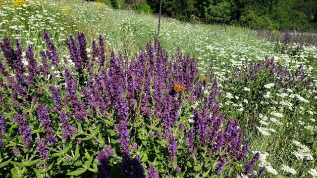Природата в Сакар