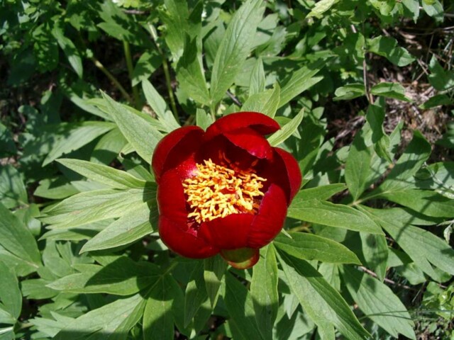 Находище на див божур