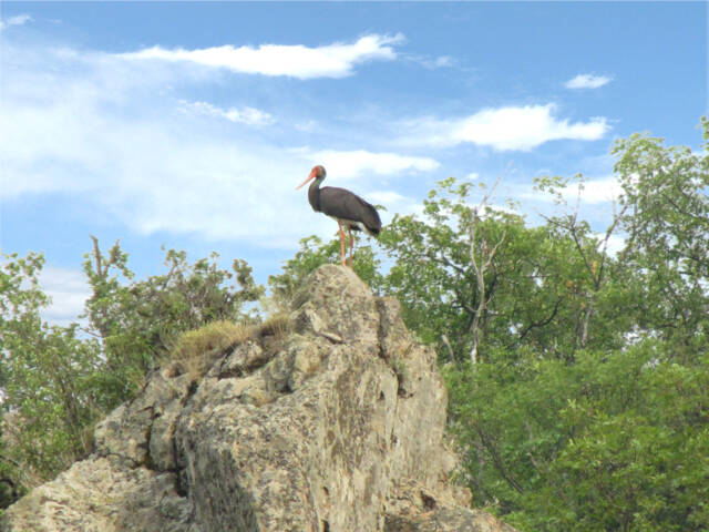 Дефилето защитена местност